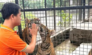 Nhiều hổ, sư tử ở hai vườn thú liên tục bị chết